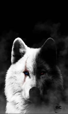 Black and white wolf